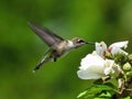 Hummingbird Feeding on Flower in Flight: A ruby-throated hummingbird feeds from a Rose of Sharon Hibiscus flower while in flight Royalty Free Stock Photo