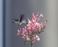 Hummingbird feeding at a flower, Hall Park, Frisco, Texas