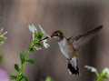 A Hummingbird Feeding on a Flower