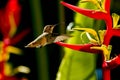 Hummingbird Feeding On Heliconia