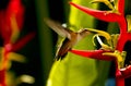 Hummingbird Feeding On Heliconia