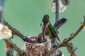 Hummingbird feeding its young in nest Royalty Free Stock Photo