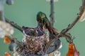 Hummingbird feeding its young in nest Royalty Free Stock Photo