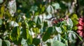 A hummingbird feeding in Missouri