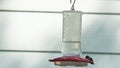 Hummingbird Feeding from Plastic Feeder