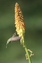 Hummingbird Feeding on Red Hot Poker Flower