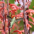 Hummingbird feeding