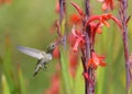 Hummingbird feeding Royalty Free Stock Photo