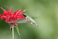 Hummingbird Royalty Free Stock Photo