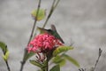Hummingbird on St. Barts, Caribbean Royalty Free Stock Photo