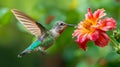 Hummingbird feeding on vibrant flower