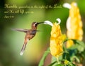 Hummingbird feeding on yellow shrimp plant with encouraging Bible quote