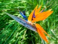 Hummingbird feeds on nectar from a Bird of Paradise flower Royalty Free Stock Photo