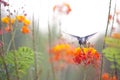 Hummingbird feeds on summer flowers Royalty Free Stock Photo