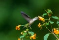 Hummingbird feeds from wild flower on green background