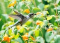 Hummingbird feeds from and among wildflowers Royalty Free Stock Photo