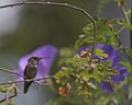 Hummingbird