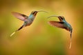 Hummingbird fighrt, evening sunset willdife. Hummingbird with long beak, Green Hermit, Phaethornis guy, clear light green Royalty Free Stock Photo