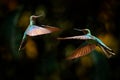 Hummingbird fight. Great sapphirewing, Pterophanes cyanopterus, two big blue hummingbird with red flower, Yanacocha, Pichincha in Royalty Free Stock Photo
