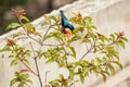 A Purple Sunbird Male on Firebush Plant