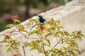 Purple Sunbird on Firebush Plant