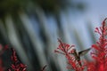 Hummingbird and Firespike Royalty Free Stock Photo
