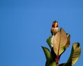 Hummingbird Flashing His Orange Throat