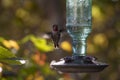 Hummingbird flies close to a green glass feeder with Fall background colors Royalty Free Stock Photo