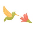 Hummingbird flies over a flower. Vector illustration on white background.