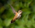 Hummingbird in flight