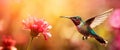 Hummingbird in flight approaching a vibrant pink flower