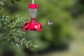 Hummingbird in flight away from a feeder Royalty Free Stock Photo