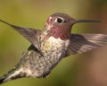 Hummingbird in Flight, Color Image, Day Royalty Free Stock Photo