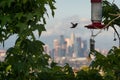 Hummingbird in flight and Downtown Los Angeles skyline