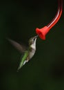 Hummingbird in flight at feeder. Royalty Free Stock Photo
