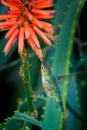 Hummingbird in flight eating nectar Royalty Free Stock Photo