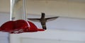 Hummingbird in flight at hummingbird feeder Royalty Free Stock Photo