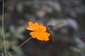 Hummingbird in flight Royalty Free Stock Photo