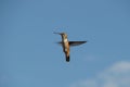 Hummingbird in flight Royalty Free Stock Photo