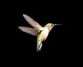 Hummingbird in Flight Isolated on a Black Background Royalty Free Stock Photo