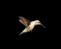 Hummingbird in Flight Isolated on a Black Background