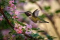 Hummingbird in flight near a blooming tree with pink flowers Royalty Free Stock Photo