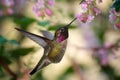 Hummingbird in flight near a blooming tree with pink flowers Royalty Free Stock Photo