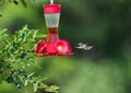 Hummingbird in flight near from a feeder Royalty Free Stock Photo