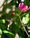 Hummingbird in Flight Nectaring on Rose of Sharon Blosssom