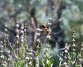 Hummingbird Flight