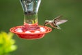 Hummingbird in Flight at a red bird feeder Royalty Free Stock Photo