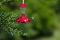 Hummingbird in flight away from a feeder Royalty Free Stock Photo