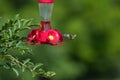 Hummingbird in flight near from a feeder Royalty Free Stock Photo