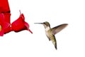 Hummingbird floats at feeder Royalty Free Stock Photo